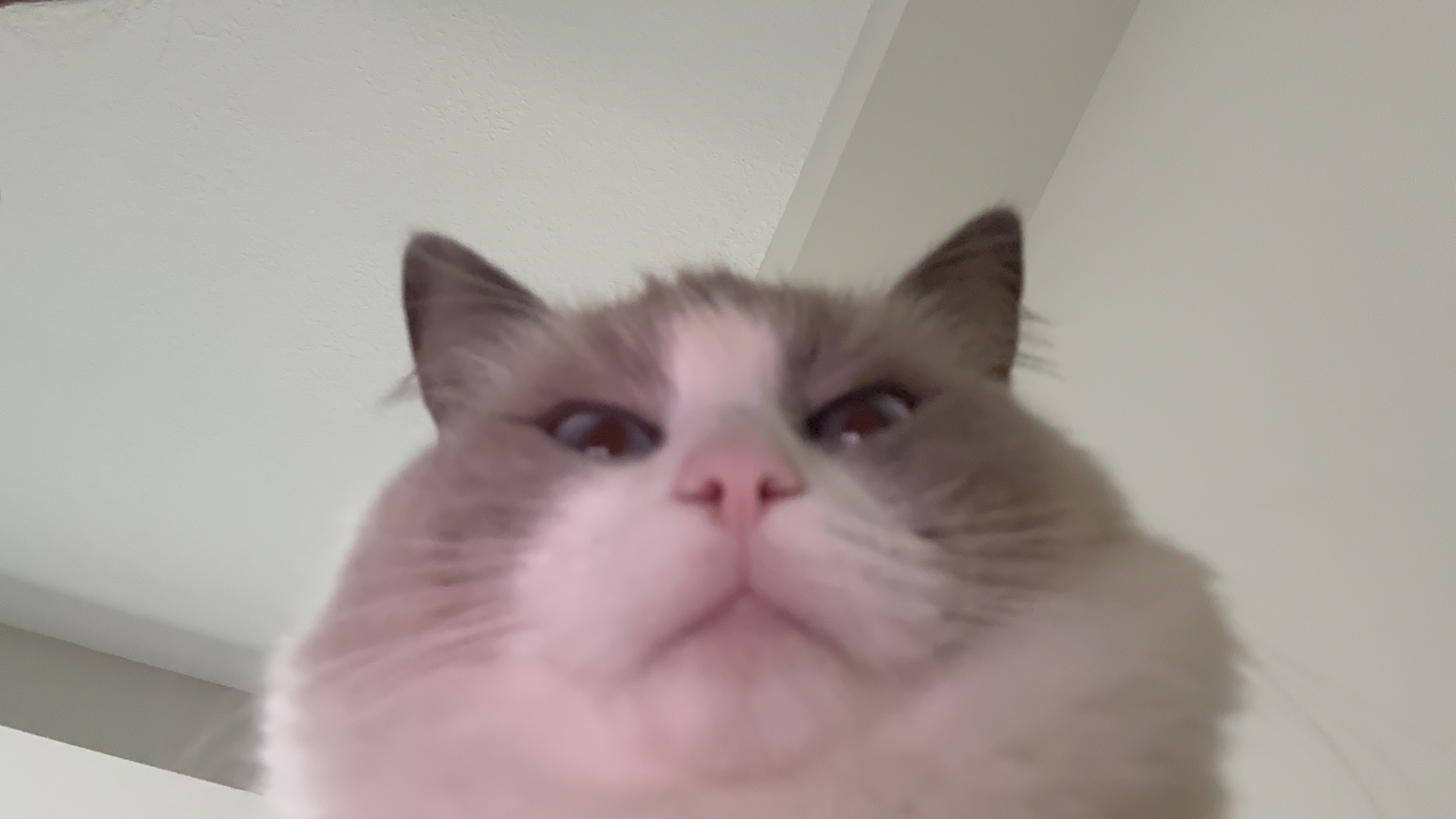 the cat